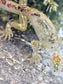 Resin Tribal Gecko in Gold, Green and Pearl and glow-in-the-dark glitter