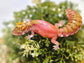 Resin fat tail Gecko in Pink and glitter