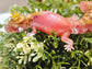 Resin fat tail Gecko in Pink and glitter